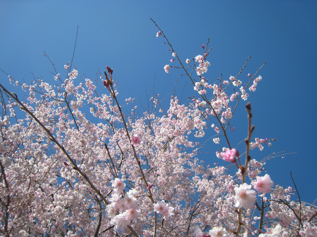 Springtime Blossoms