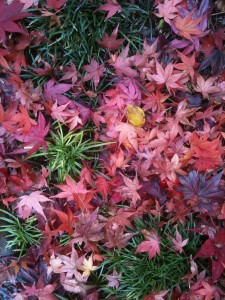 Fall Leaves