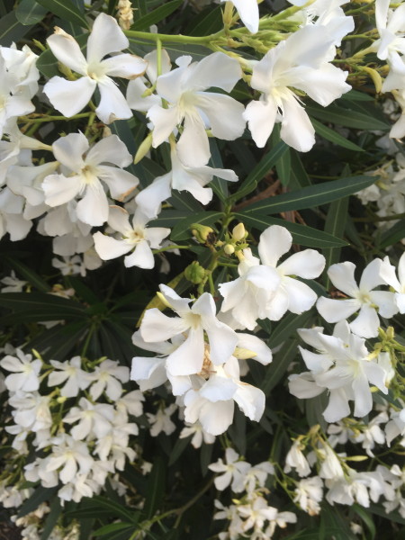 Summer Flowers