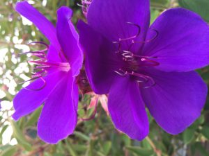 purple-flowers